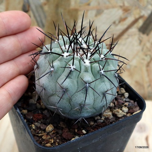 Copiapoa cinerea spine - , nere