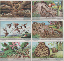 FIGURINE LIEBIG SERIE COMPLETA