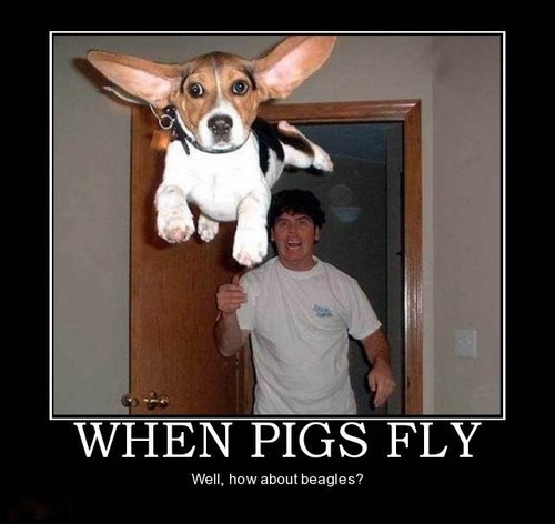 Funny beagle magnete - funny,