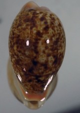 CYPRAEA ACHATIDEA SCURA 0,99!!!!!!!!!!!!!!!!!!