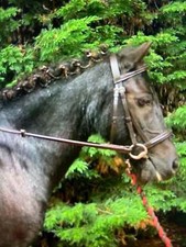 Graziosa briglia flash pony e