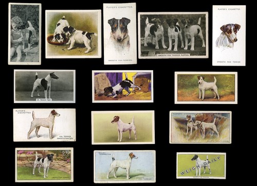 Smooth fox terrier - smooth, sft