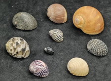 Lotto 9 conchiglie marine