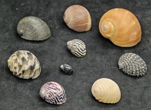 Lotto conchiglie marine - lotto,