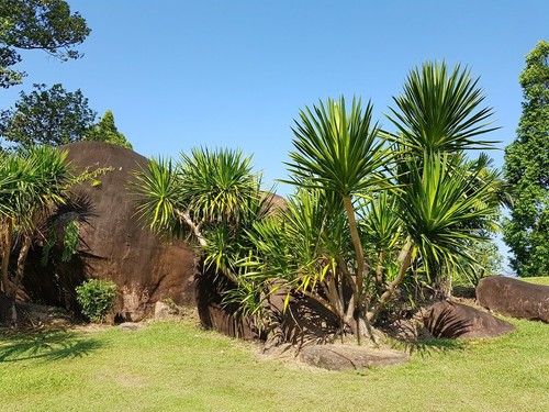 Dracaena cochinchinensis thai - cochinchinensis,,