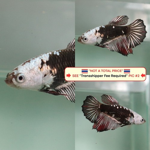 Live betta fish - betta, (thailandia)