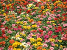 500 semi zinnia miscela