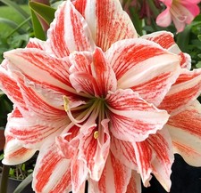 Hippeastrum Dancing Queen -