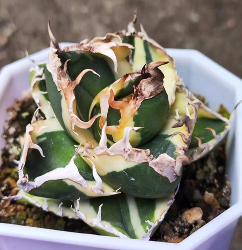 Agave titanota sad