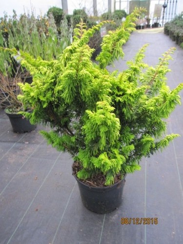 Hinoki nano finto cipresso - -,