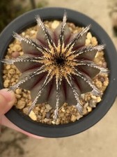 Rara radice succulenta Uebelmannia decorazione giardino piante cactus WYSIWYG