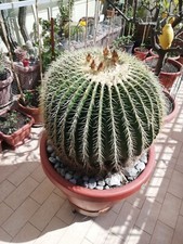 pianta grassa "cuscino di suocera" Echinocactus grusonii, piante grasse, cactus