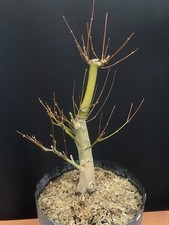 Bonsai Acero Palmato