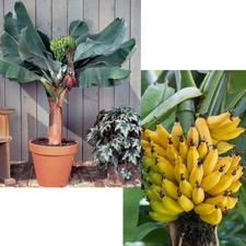 Pianta musa acuminata - 1, di