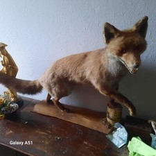 Volpe Imbalsamata Caccia Tassidermia