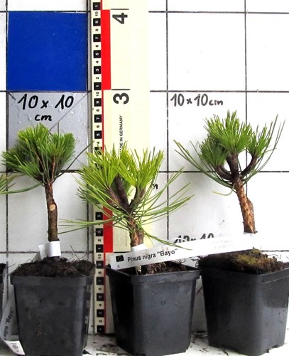 Pinus nigra bayo - pinus,