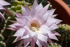 Echinopsis Oxygona Cactus