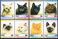 Gatti siamesi zenzero angora - siamesi,
