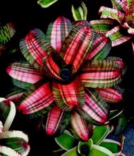 KFS1481 Neoregelia pascoaliana Colorplants Succulente numero di semi 5