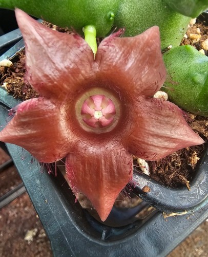 Duvaliandra dioscoridis no - dioscoridis,,
