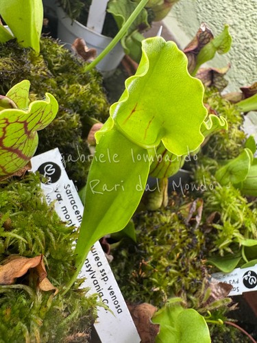 Sarracenia purpurea ssp - purpurea,