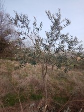 Pulizia rovi terreni e