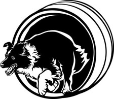 Adesivo BORDER COLLIE -