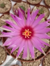 Thelocactus bicolor pot10 - thelocactus,