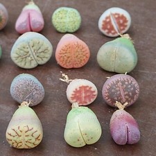 Piante di Lithops Baby, piante
