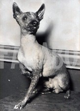 Foto vintage Parigi, esposizione canina, cane da compagnia, stampa 18x12 cm