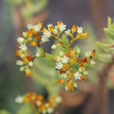 Uno STELO radicato Pianta Grassa Crassula TETRAGONA , Pianta Succulenta