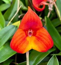 Masdevallia Rainbow Circle NEW pianta fiorita orchidee Dracula