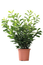 Prunus Laurocerasus Novita - Piante da Esterno Vere Sempreverdi - KENTIS