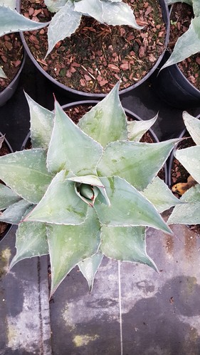 Agave ovatifolia conteneur - /,