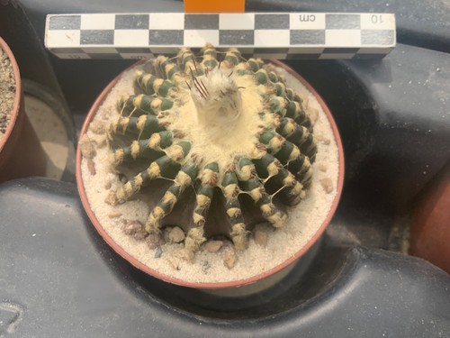 115 discocactus horstii - discocactus,