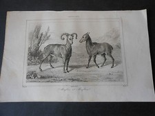 1839 INCISIONE SU ACCIAIO REGNO DI SARDEGNA SARDINIA FAUNA IL MUFLONE 