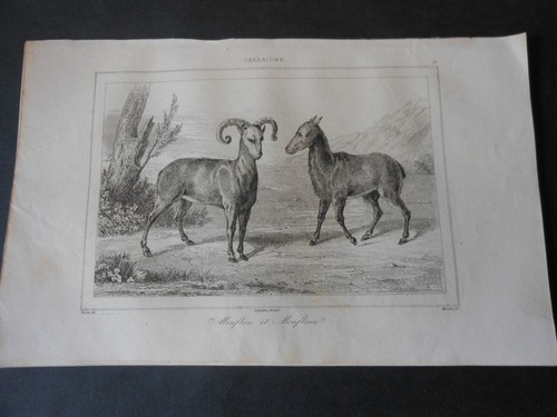 1839 incisione acciaio - su,