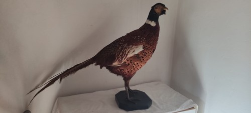 Fagiano tassidermia uccello