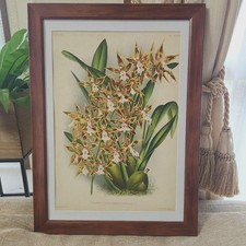 Antique 1888 Botanical