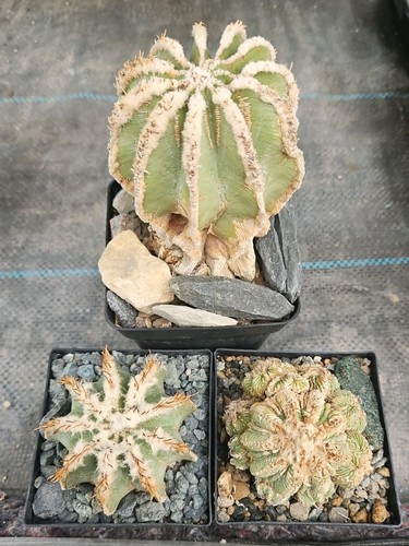Aztekium mix piante radici - 3, piante,
