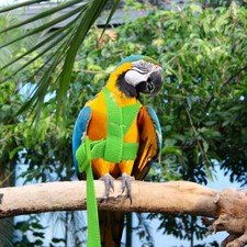  Pettorina Pappagalli