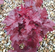 Heuchera hybrida forever - heuchera,