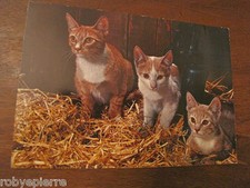 Cartolina Postcard 1970 gatti 3 gattini cats kitten kittens GM MILANO 6585/88 