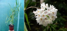 Polystachya neobenthamia
