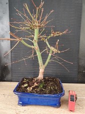 bonsai di  acero rosso deshojo