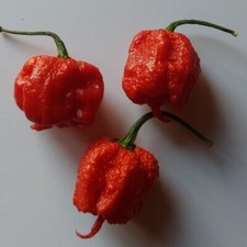 20 semi di Peperoncino Carolina Reaper Red Rosso Chili