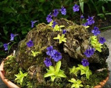 SEMI PINGUICULA GRANDIFLORA - SEMI PIANTE CARNIVORE, 10 semi