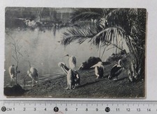 I121235 Cartolina - Roma - Giardino Zoologico; Pellicani - VG 1913