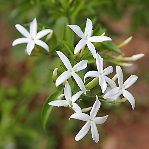 Gelsomino trifogliato azoricum - gelsomino,