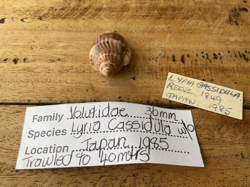 Voluta lyria cassidula - voluta,